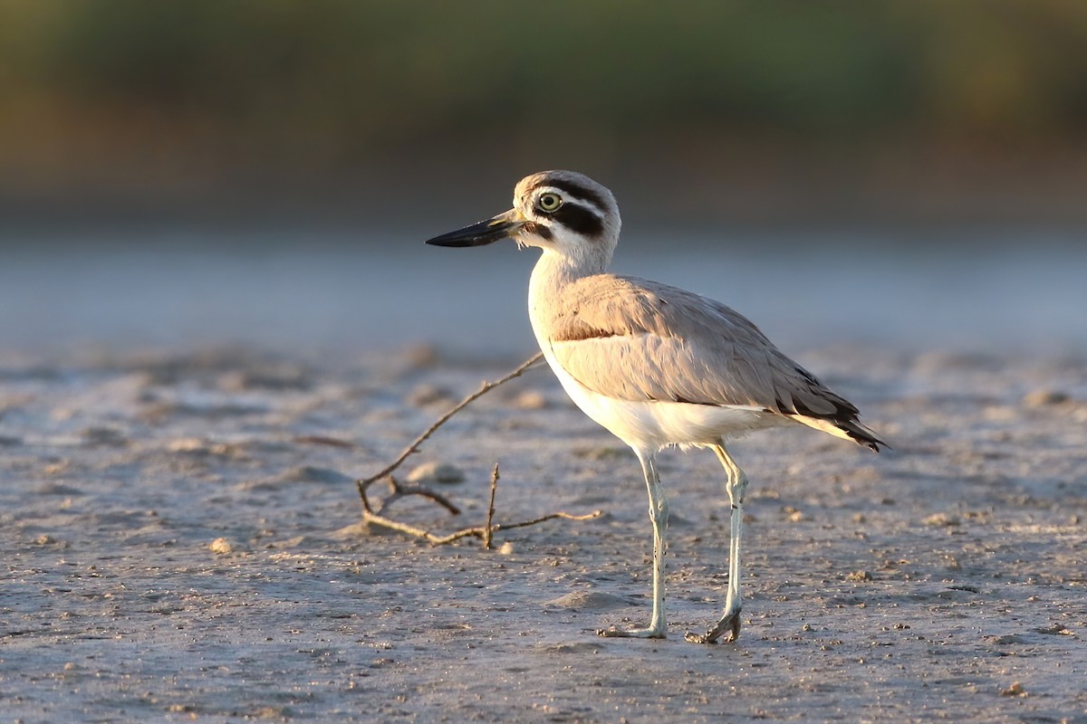 Great Thick-knee - ML612624717