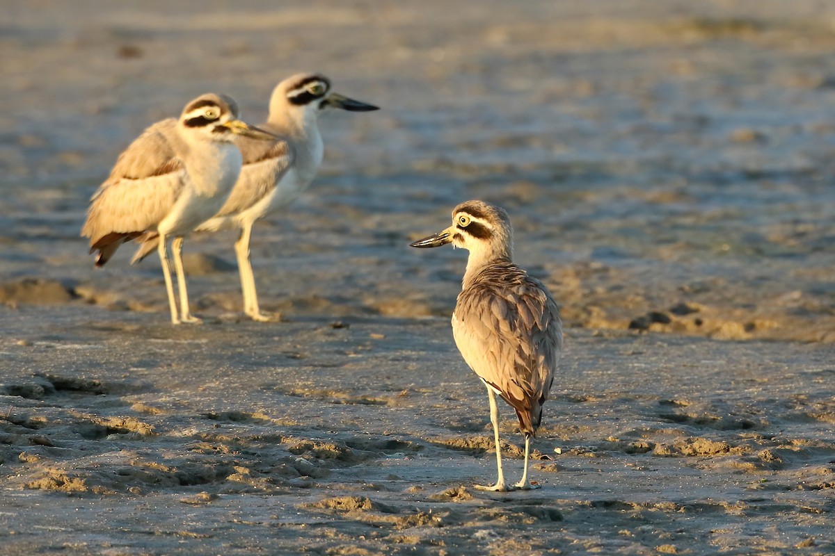 Great Thick-knee - ML612624719