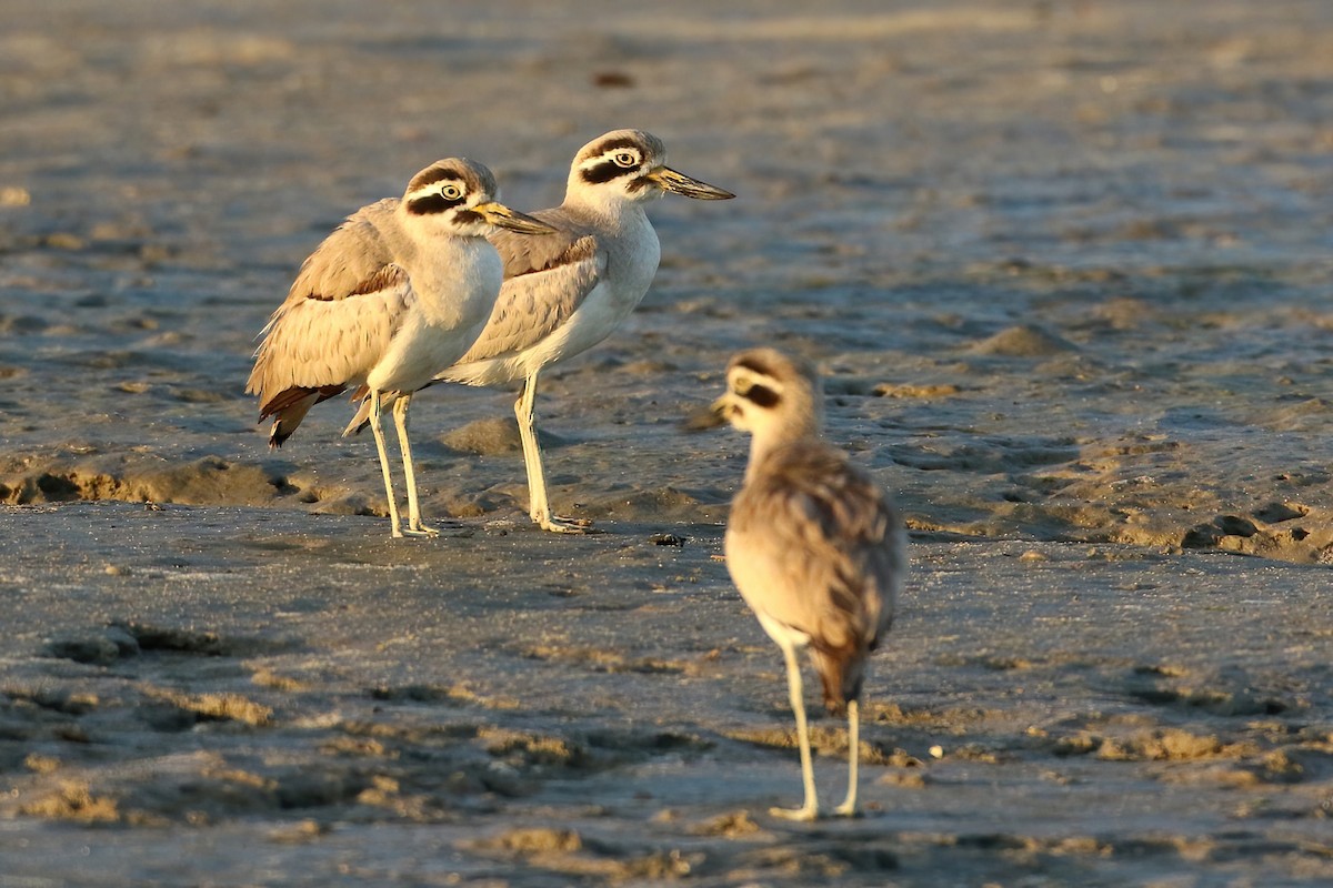 Great Thick-knee - ML612624720