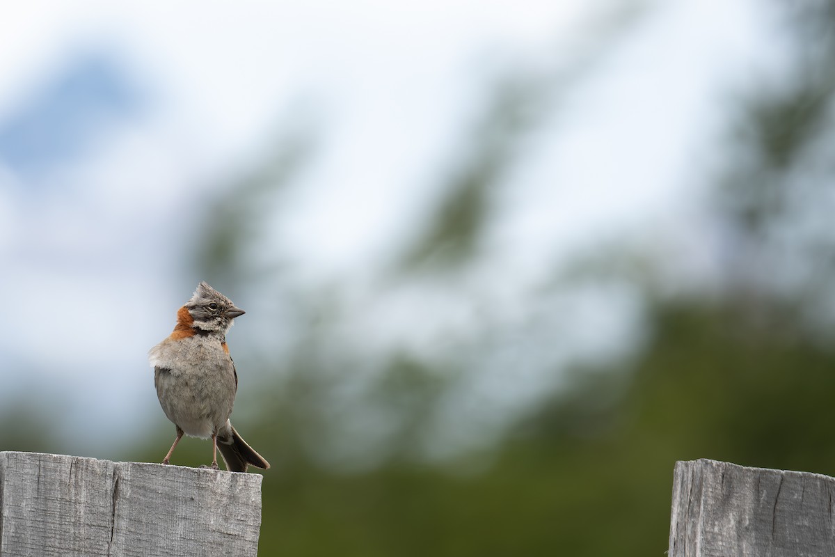 Rufous-collared Sparrow (Patagonian) - ML612625033
