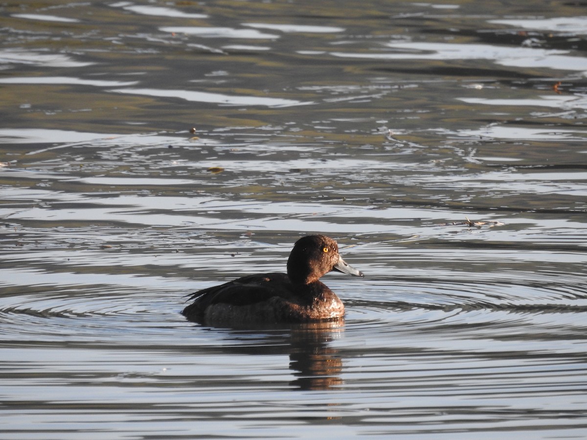 Tufted Duck - ML612625053