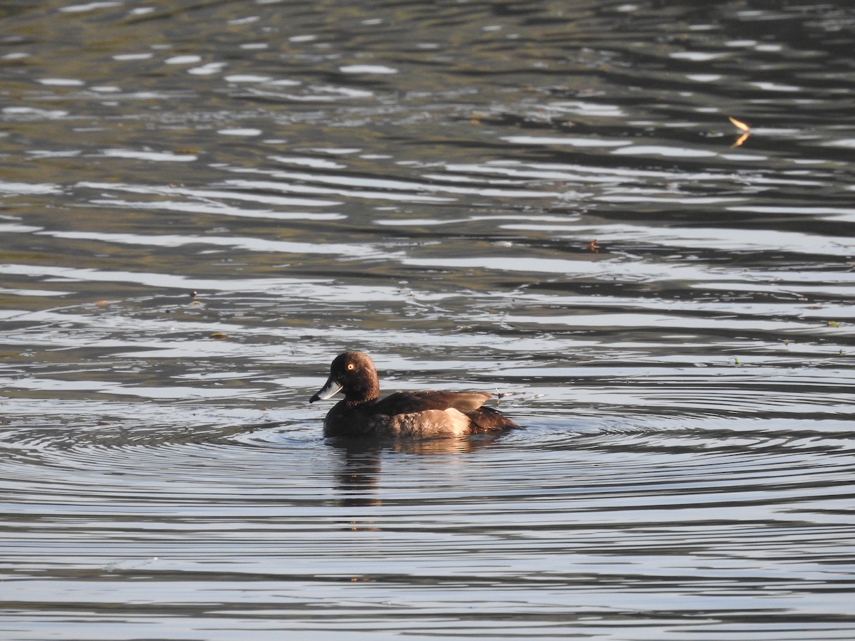 Tufted Duck - ML612625058