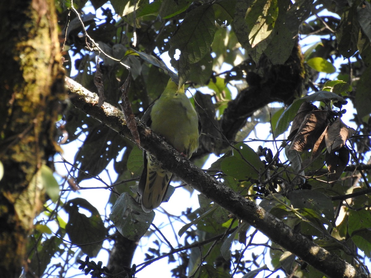 Wedge-tailed Green-Pigeon - ML612625124