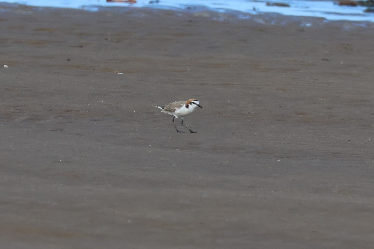 Red-capped Plover - ML612625495