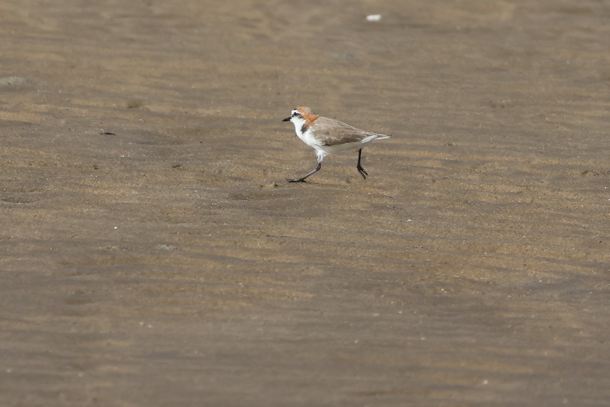 Red-capped Plover - ML612625498