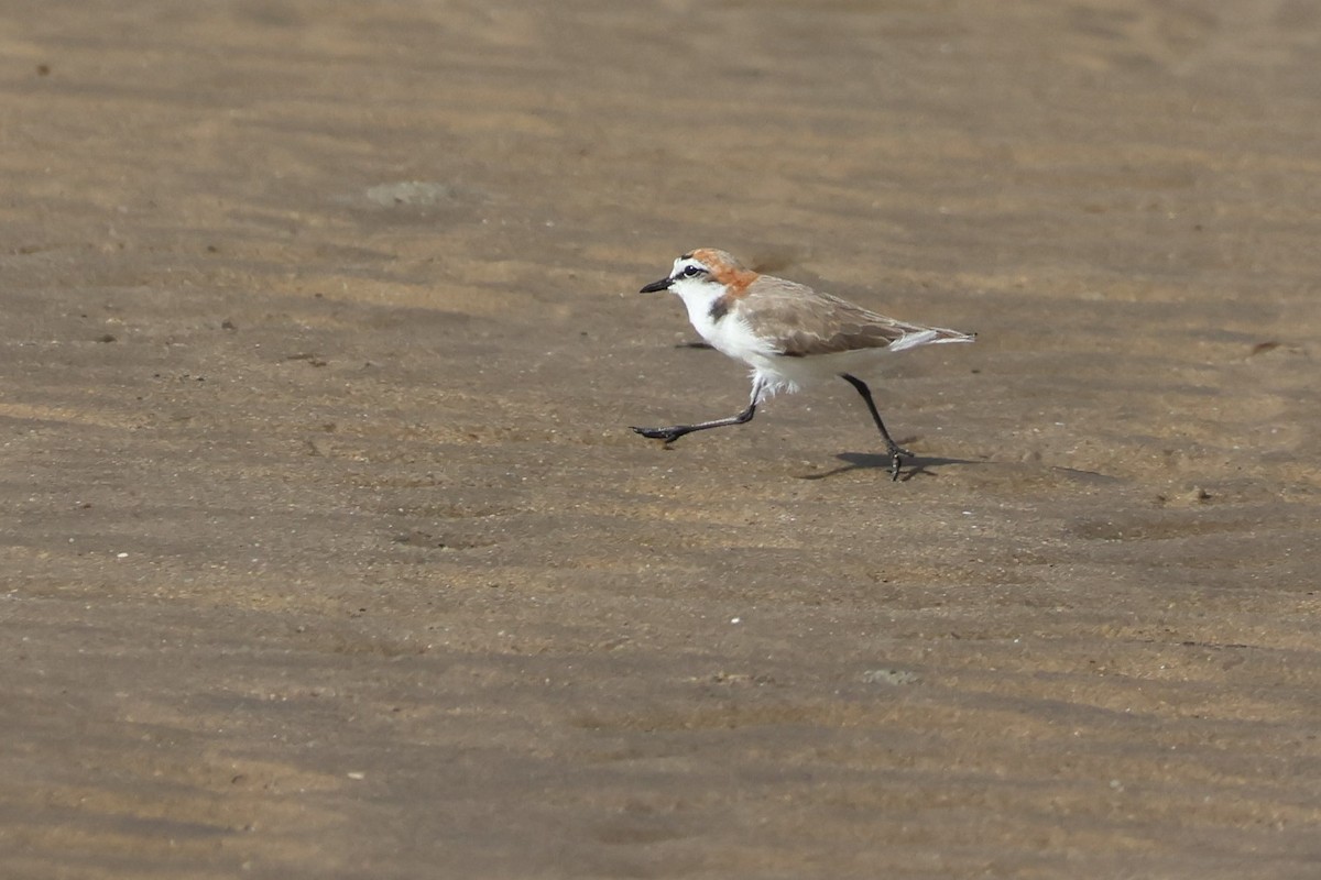 Red-capped Plover - ML612625499