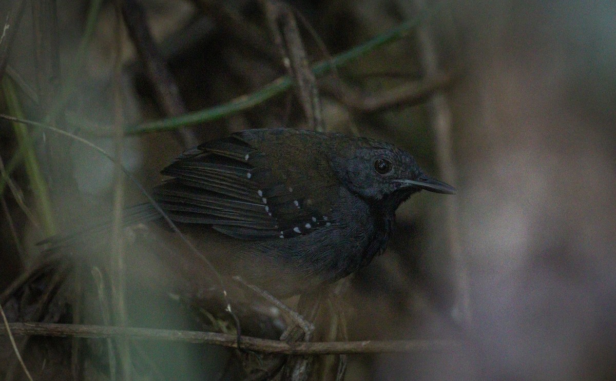Black-throated Antbird - ML612625528