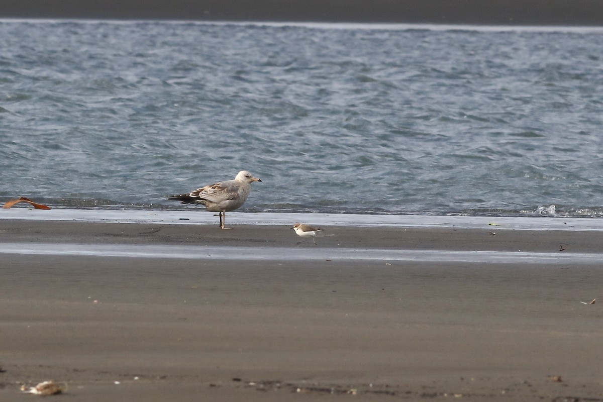 Common Gull (Kamchatka) - ML612625753