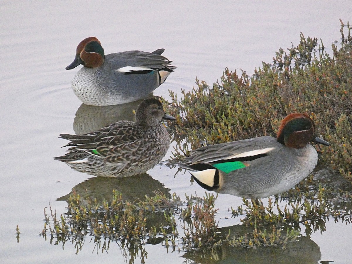 Green-winged Teal - ML612625759