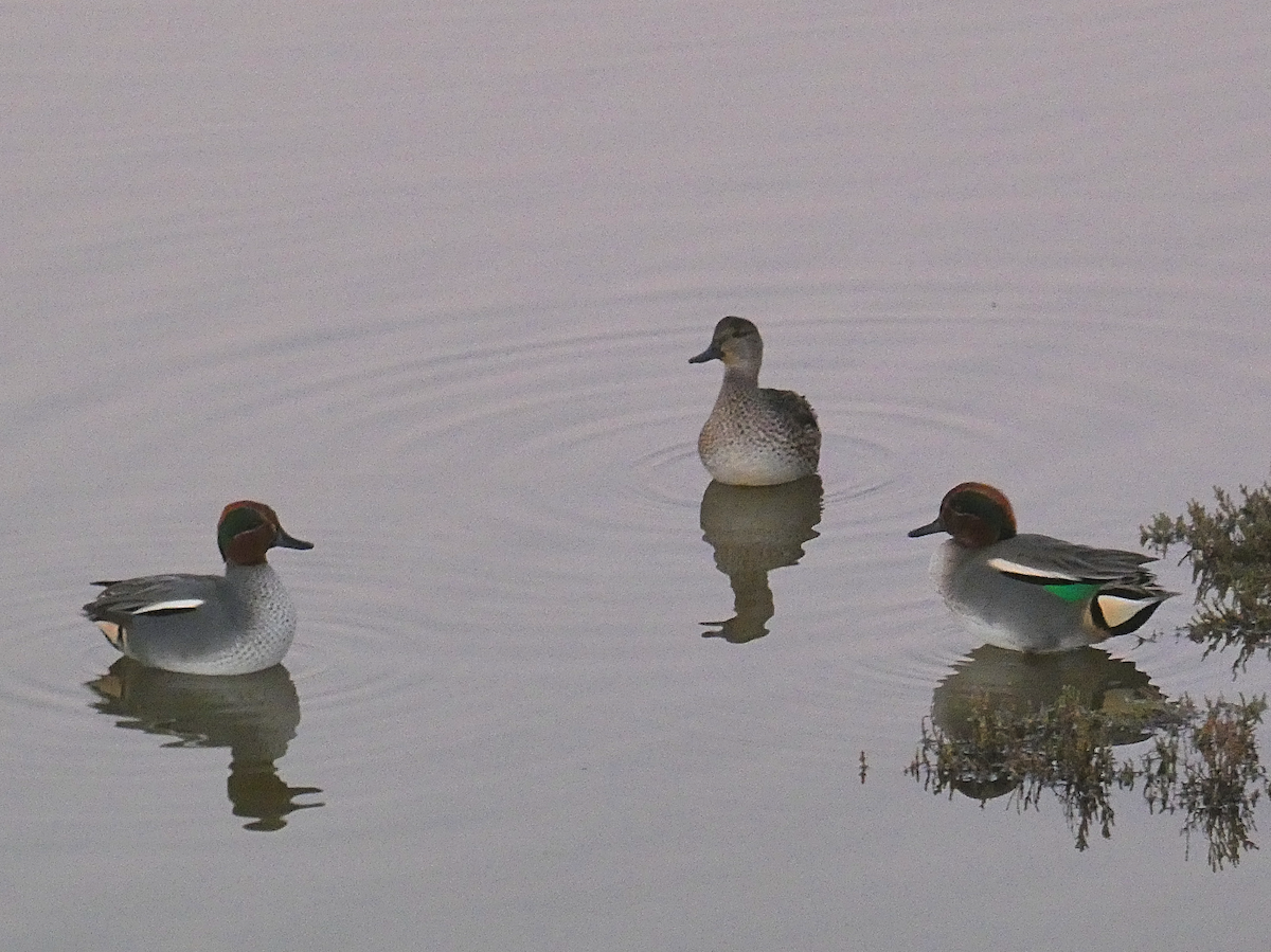 Green-winged Teal - ML612625768