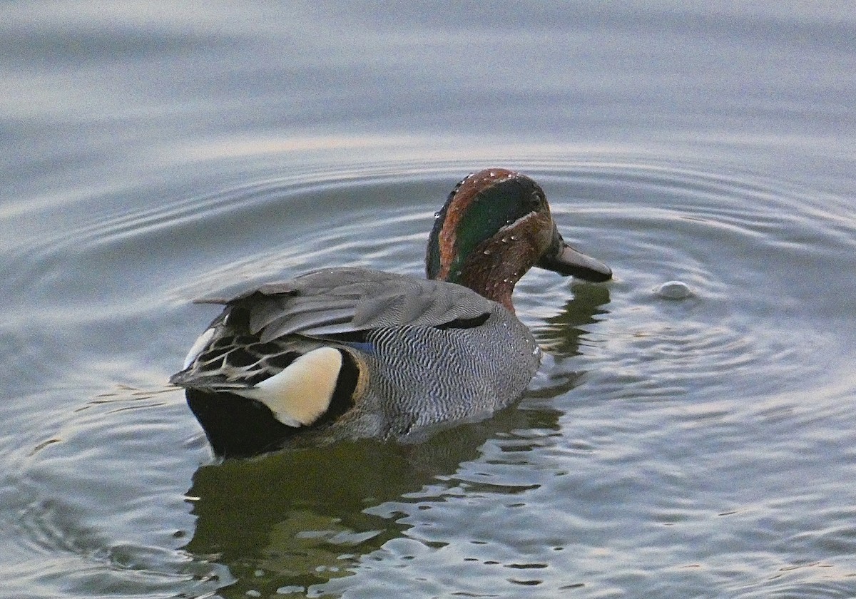 Green-winged Teal - ML612625772