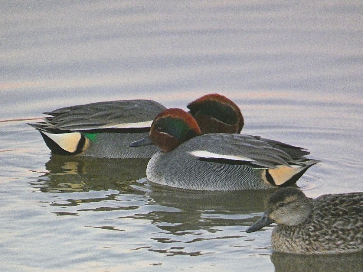 Green-winged Teal - ML612625778