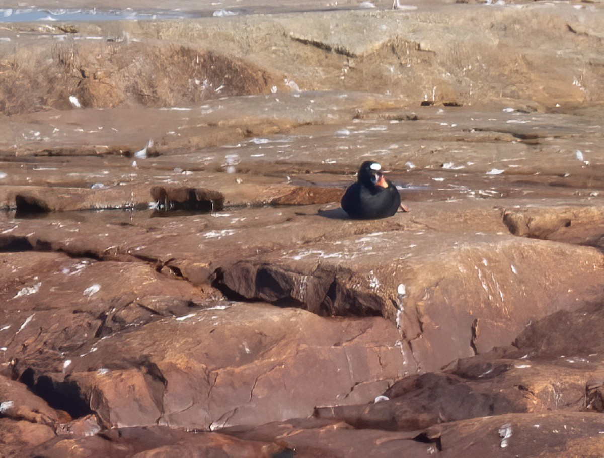 Ebird Qu Bec Checklist Jul Baie Des Escoumins Species