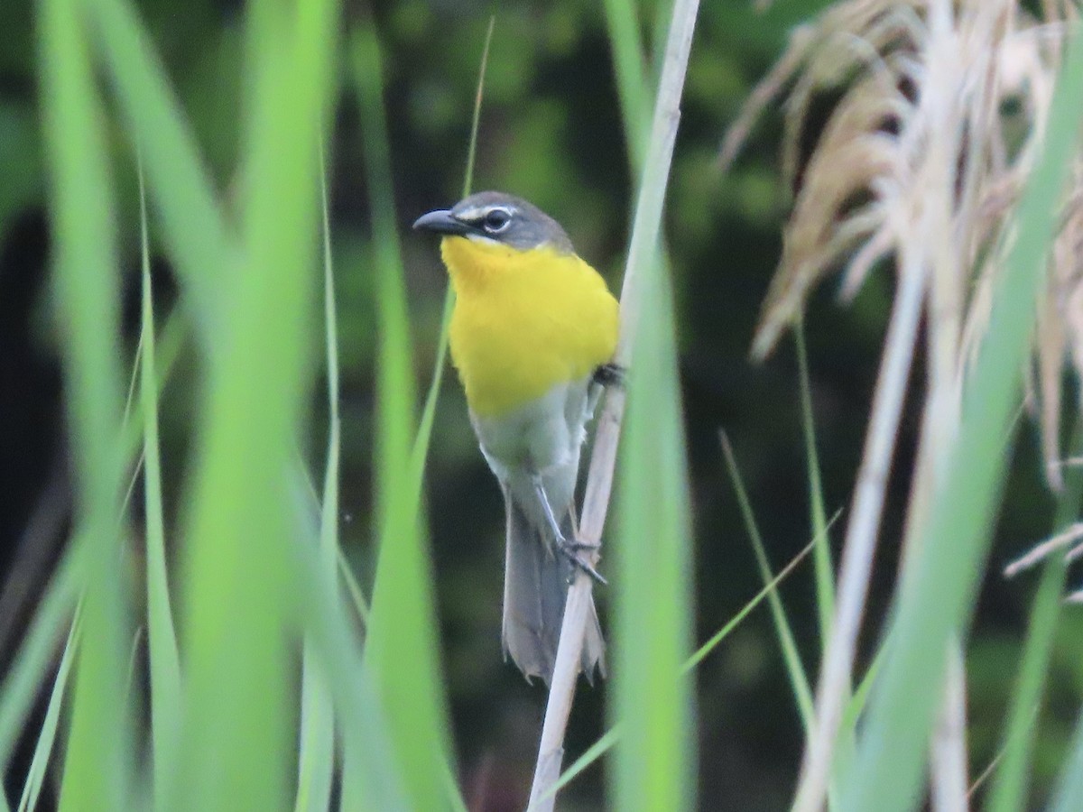 Yellow-breasted Chat (virens) - ML612626593