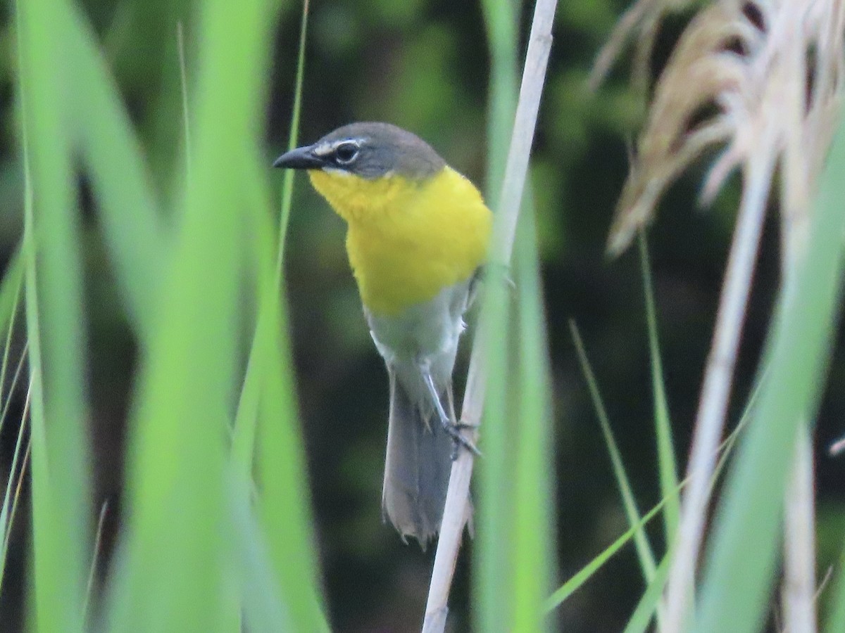 Yellow-breasted Chat (virens) - ML612626594