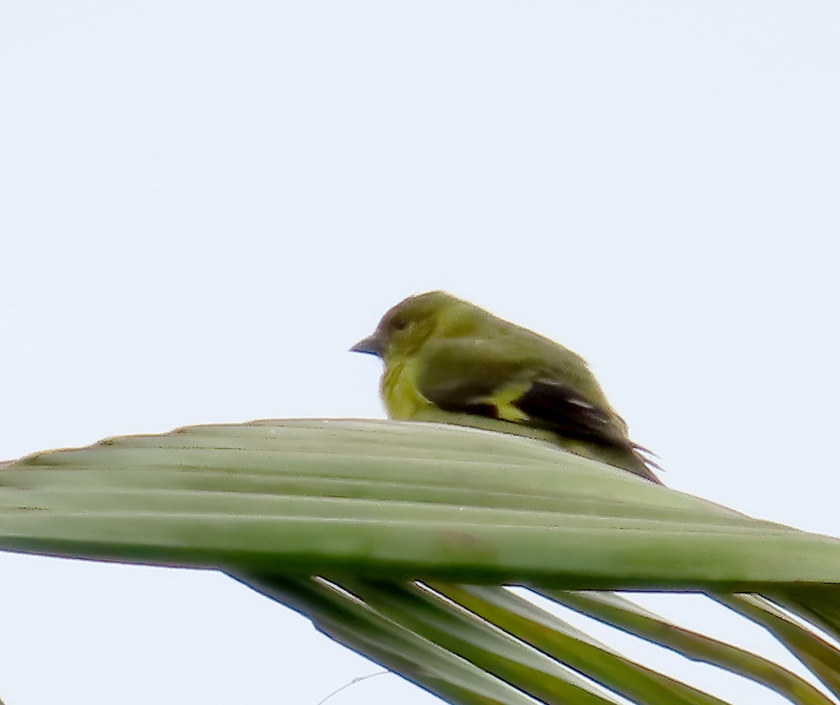 Olivaceous Siskin - ML612626988