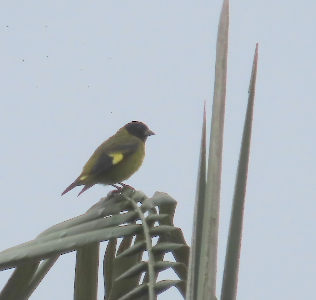 Olivaceous Siskin - ML612626989