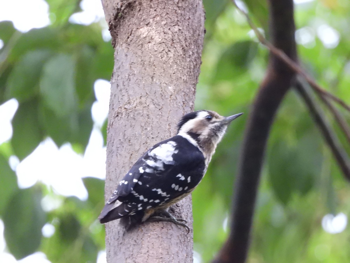 Gray-capped Pygmy Woodpecker - ML612627255