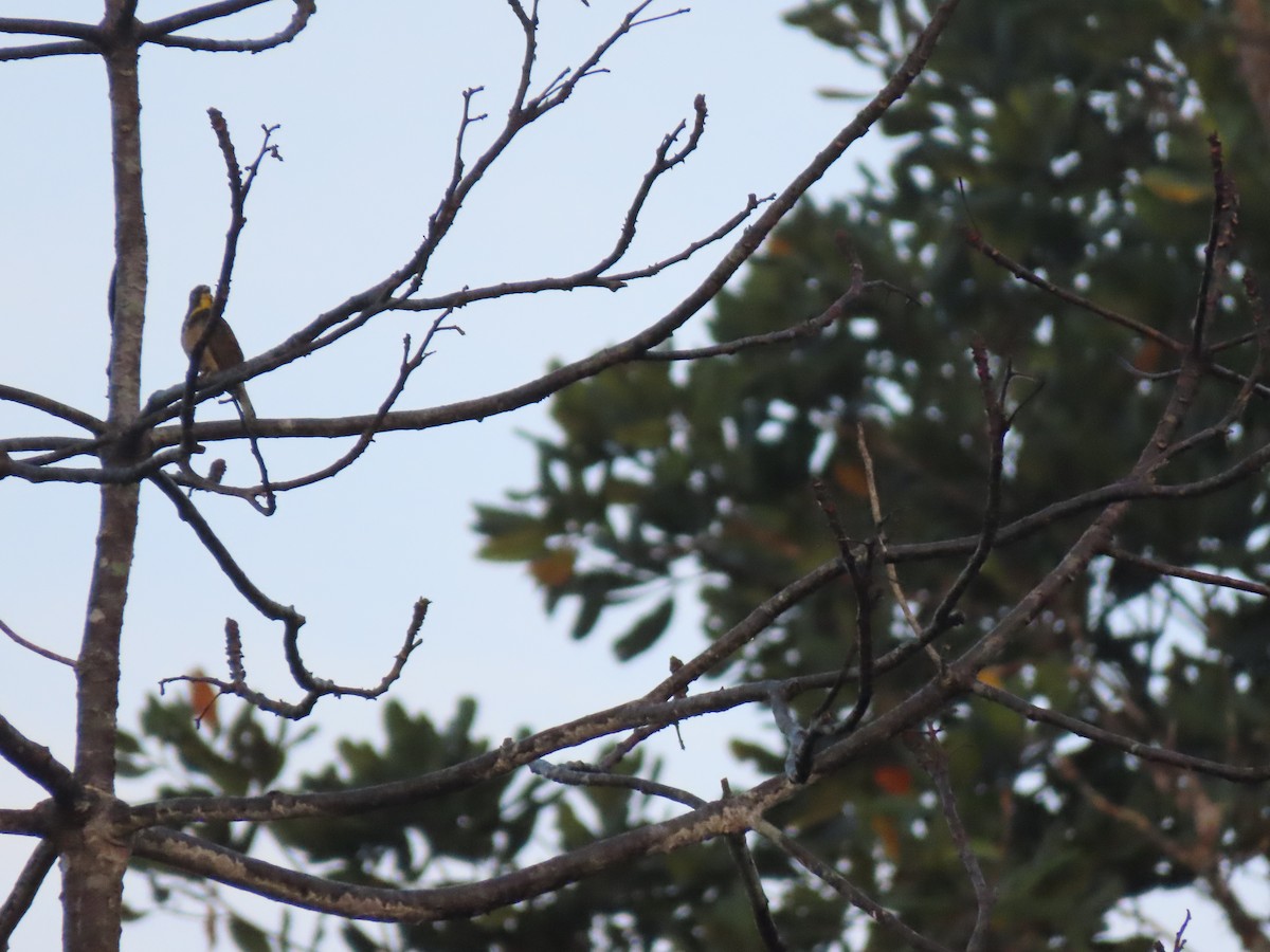 Yellow-throated Cuckoo - ML612627391