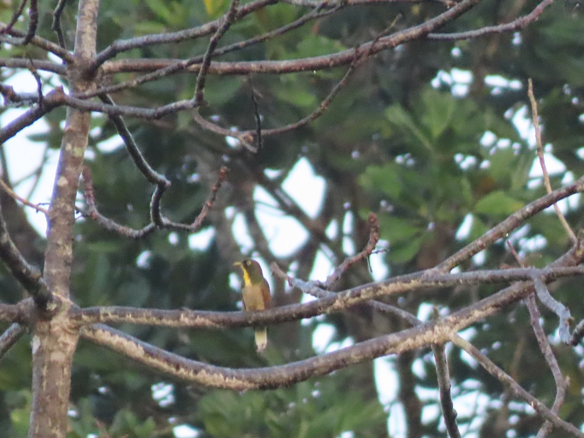 Yellow-throated Cuckoo - ML612627398