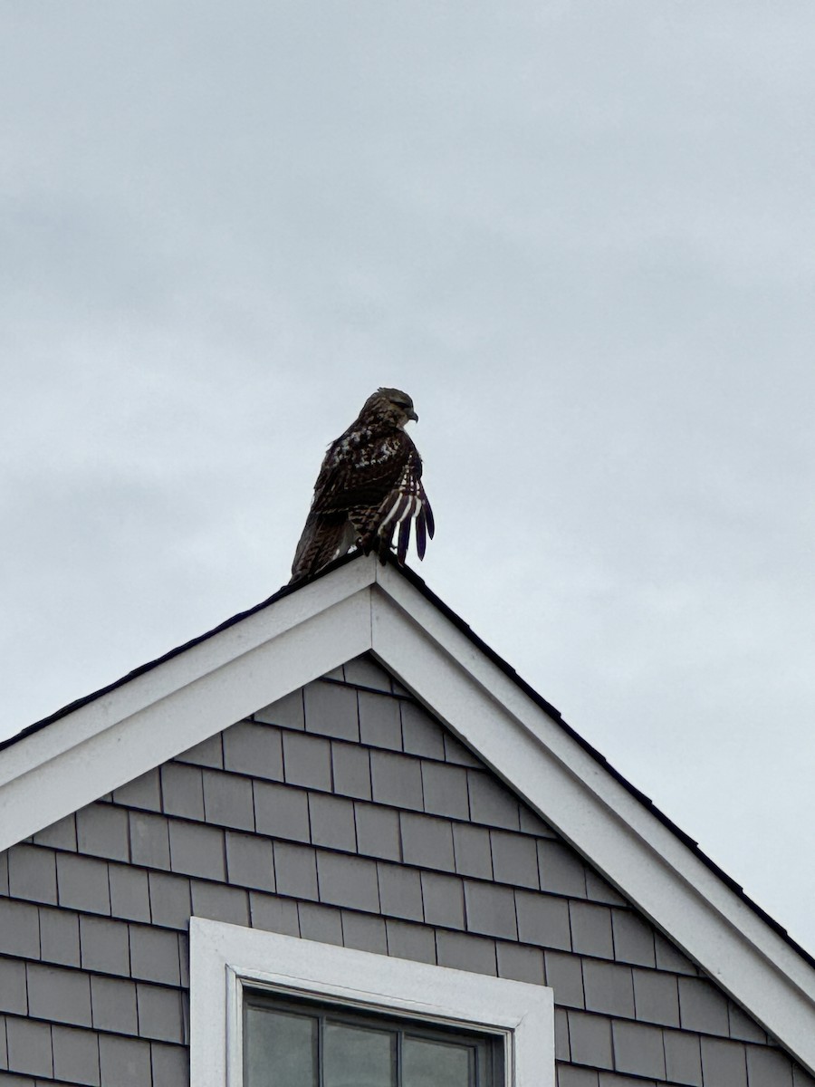 Red-tailed Hawk (borealis) - ML612627668