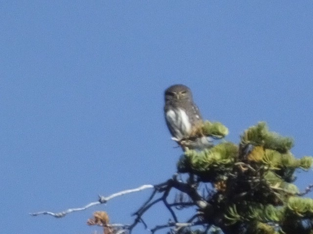 Northern Pygmy-Owl - ML612627726