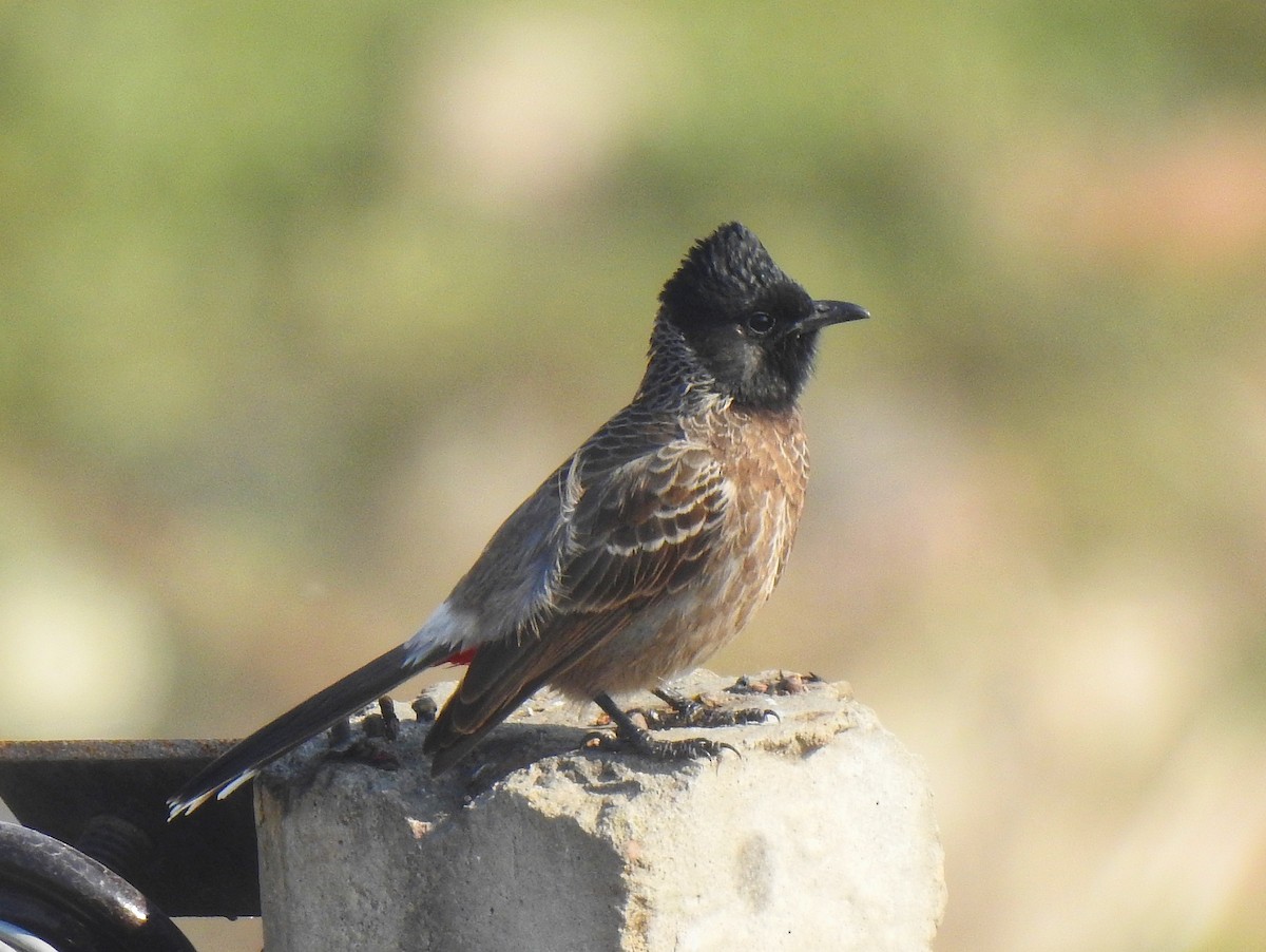 Red-vented Bulbul - ML612627857