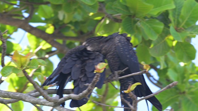 Red-tailed Black-Cockatoo - ML612628034