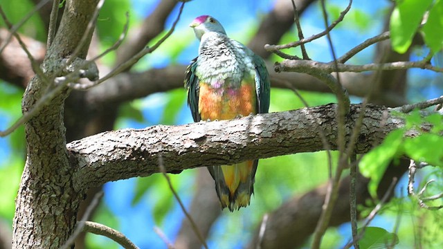Rose-crowned Fruit-Dove - ML612628063