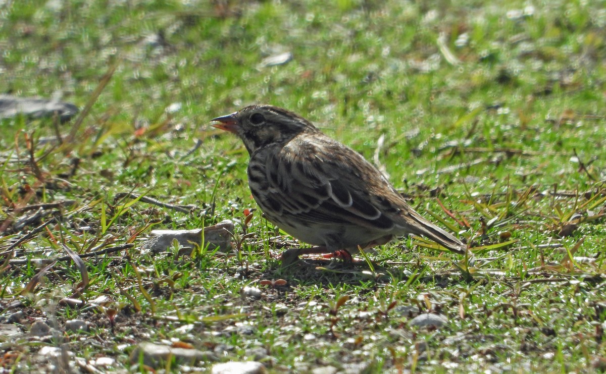 Savannah Sparrow - ML612628155