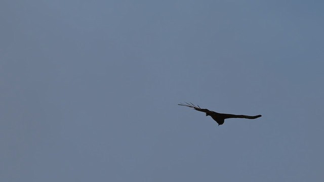 Square-tailed Kite - ML612628747