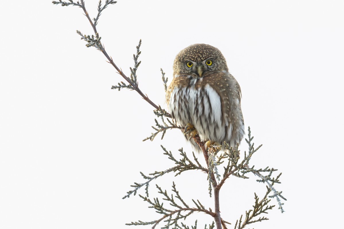 Northern Pygmy-Owl - ML612629082