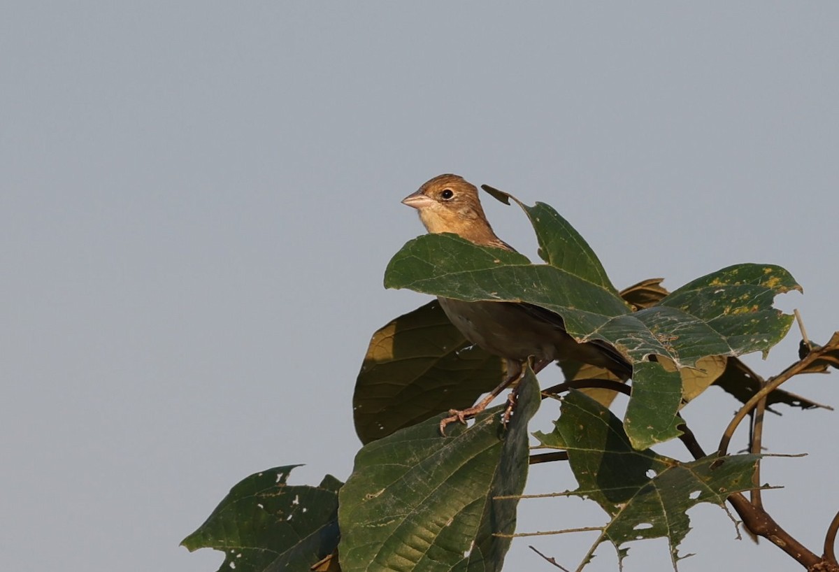 Red-headed Bunting - ML612629204