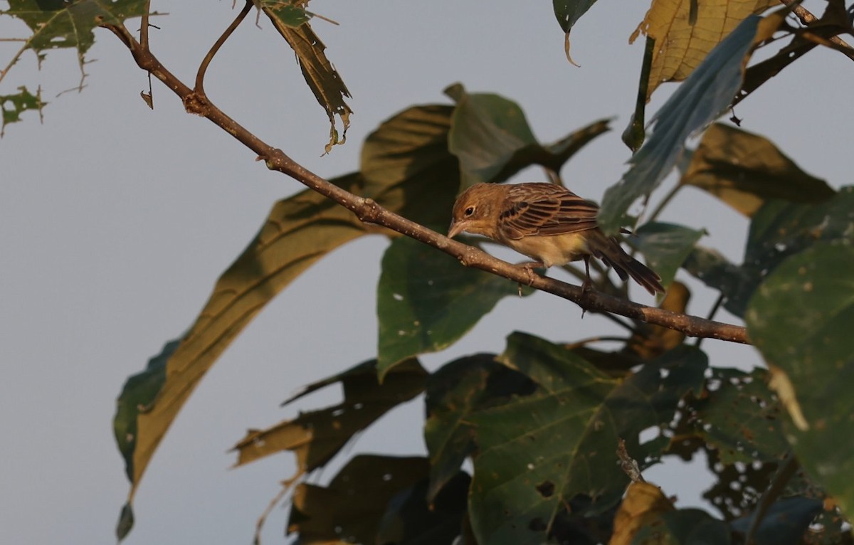 Red-headed Bunting - ML612629205