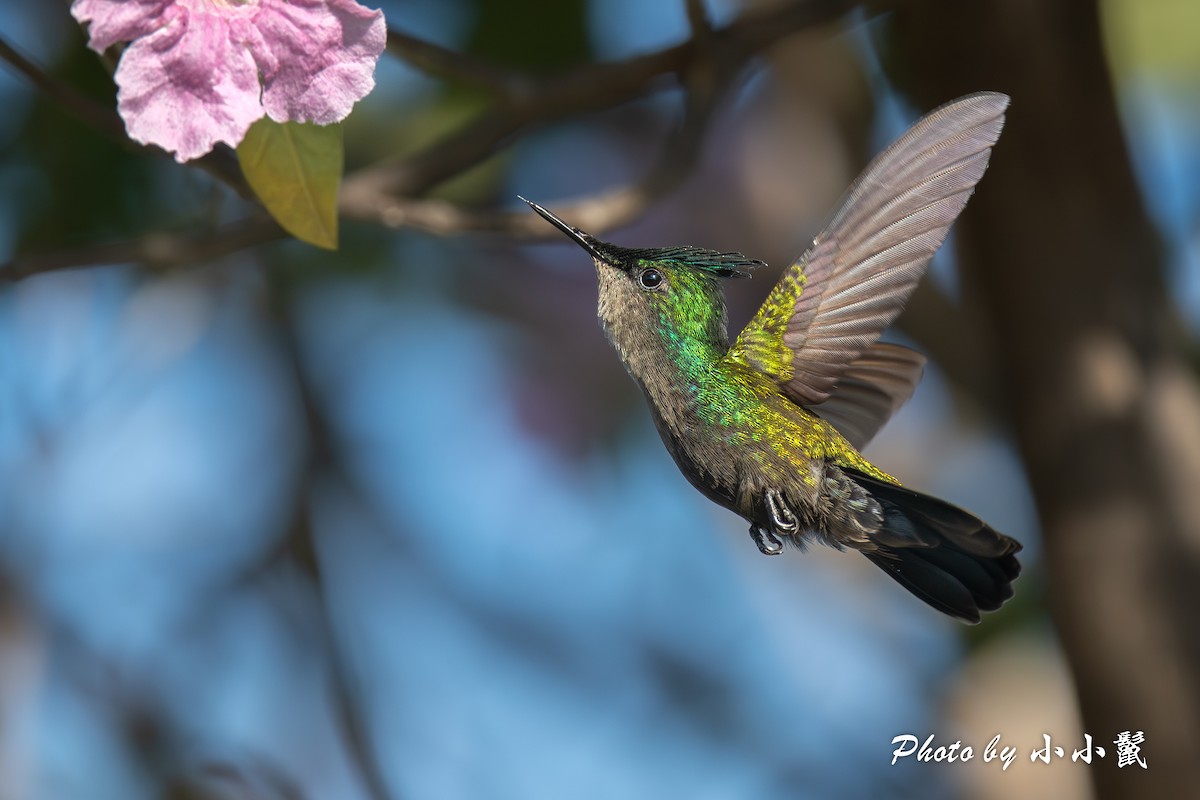 Antillean Crested Hummingbird - Hanyang Ye
