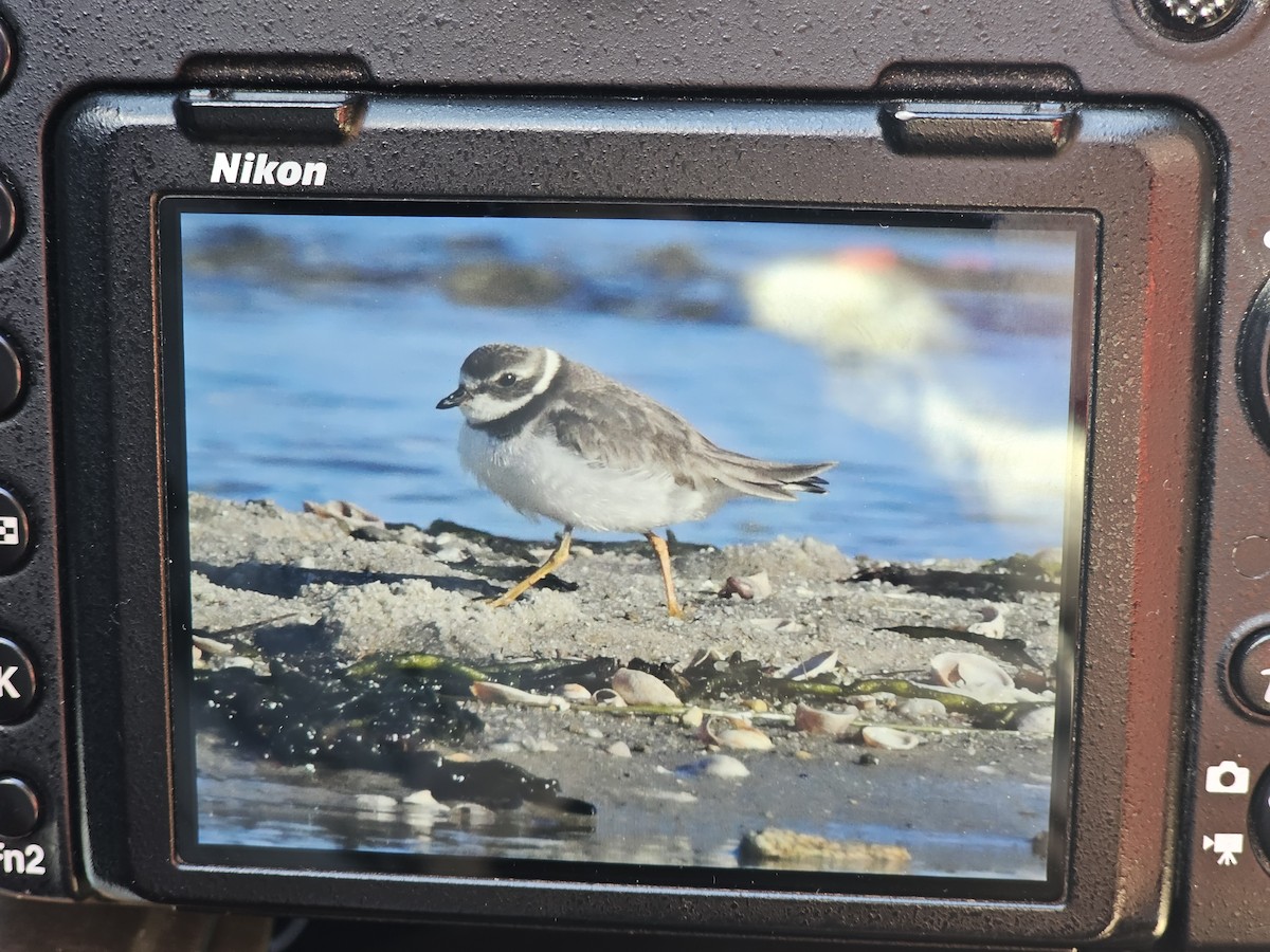 Semipalmated Plover - ML612629675
