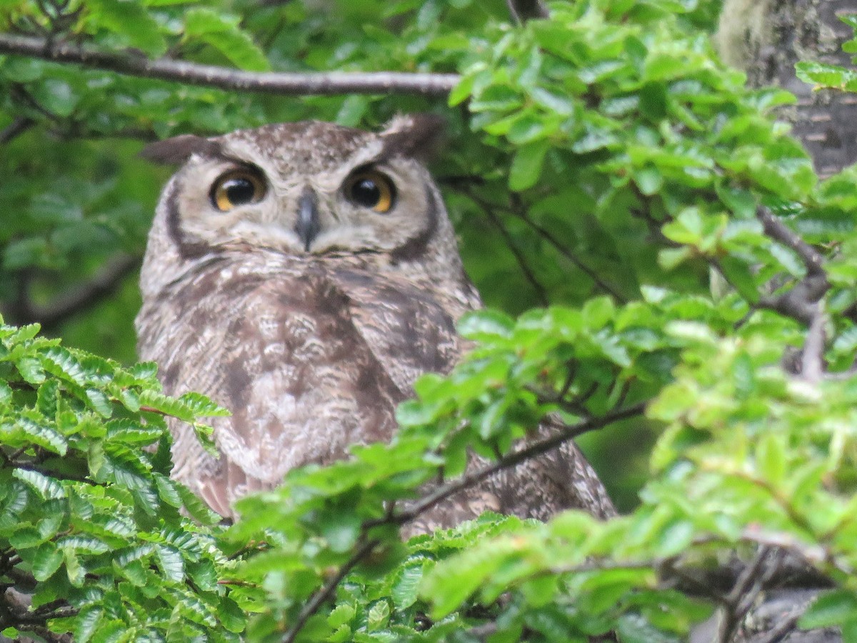Lesser Horned Owl - ML612630043