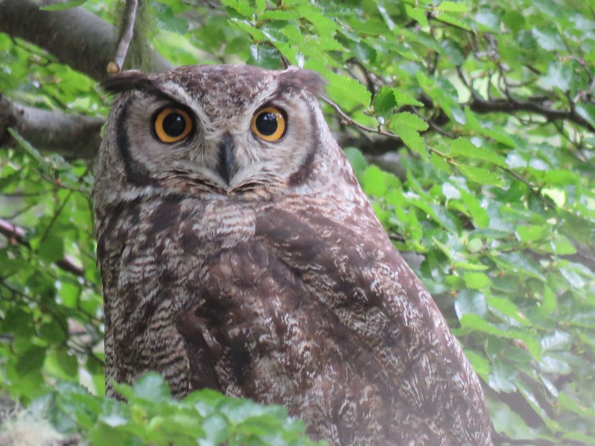 Lesser Horned Owl - ML612630045