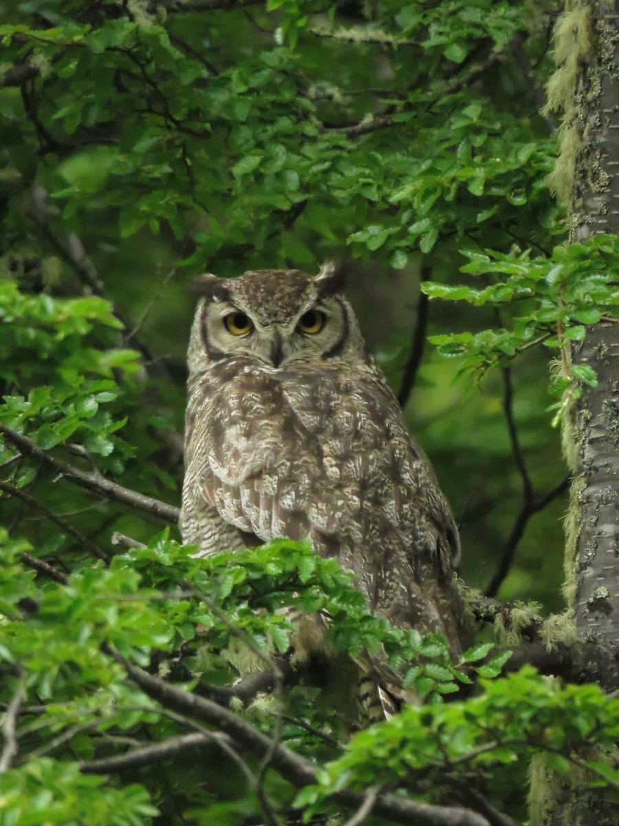 Lesser Horned Owl - ML612630047