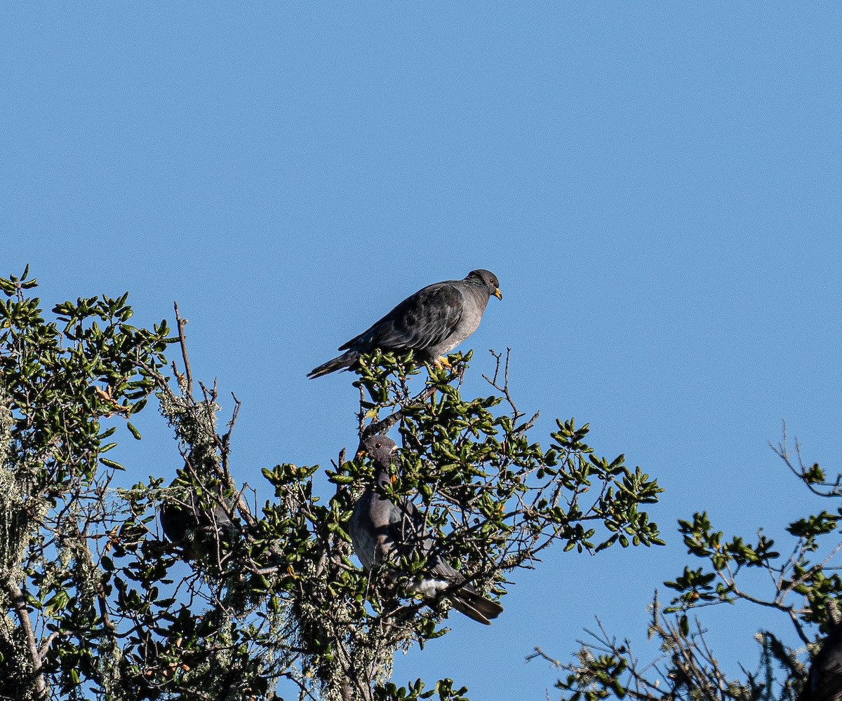 Band-tailed Pigeon - ML612630208