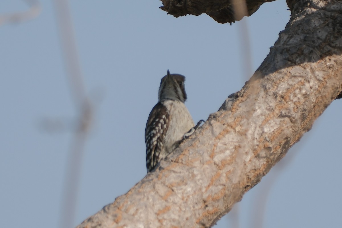 Brown-backed Woodpecker - ML612630237