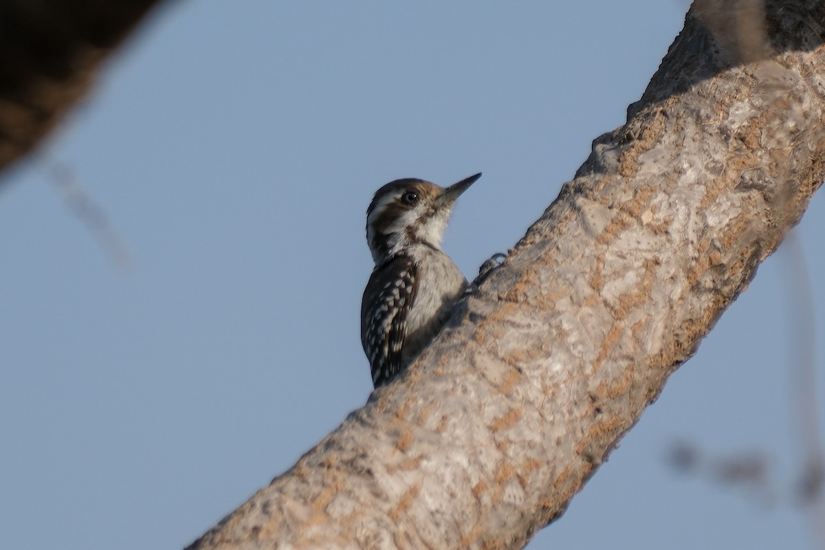 Brown-backed Woodpecker - ML612630238