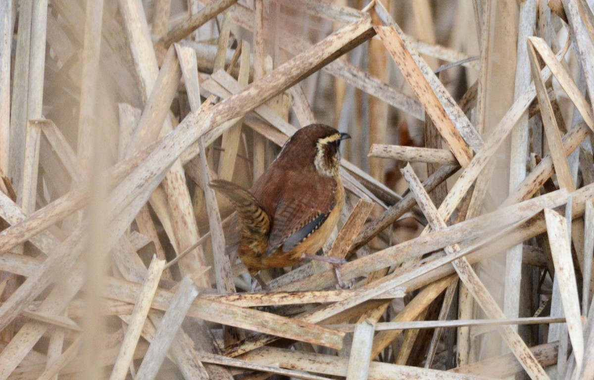 eBird Checklist - 25 Dec 2023 - Nantucket--Lily Pond - 1 species