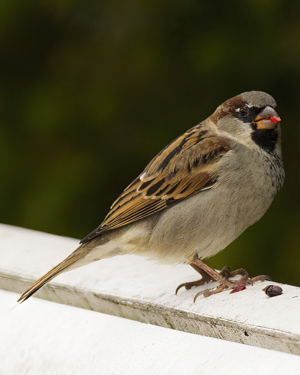 House Sparrow - ML612630694