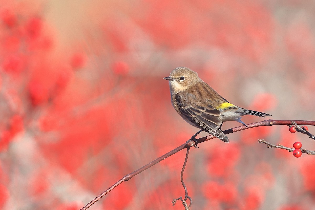Yellow-rumped Warbler (Myrtle) - Sam Zhang