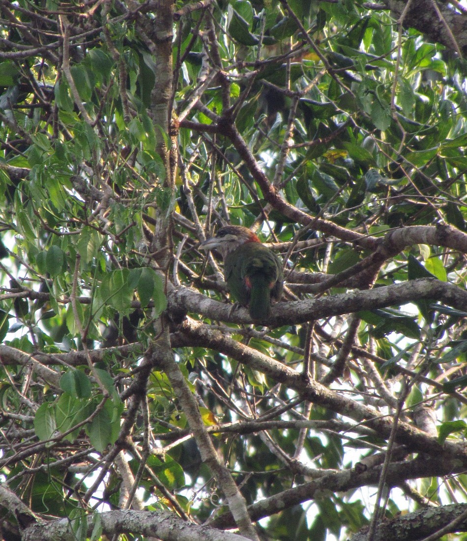 Red-vented Barbet - ML612630767
