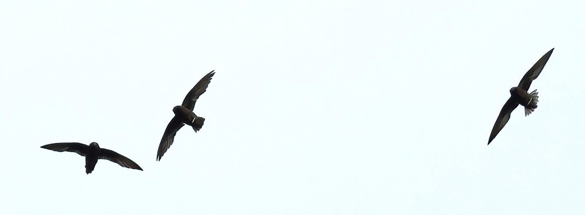 Spot-fronted Swift - ML612630887