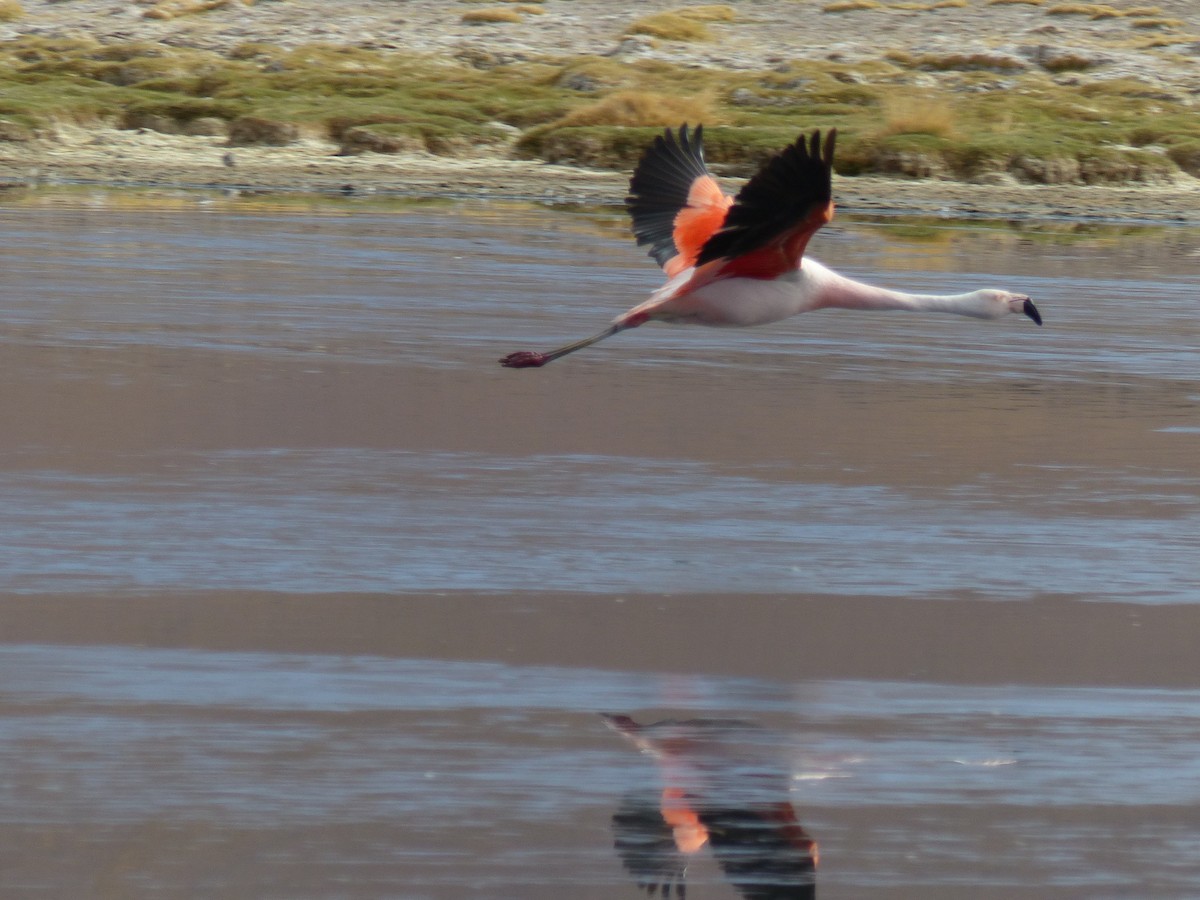 Chilean Flamingo - ML612630916