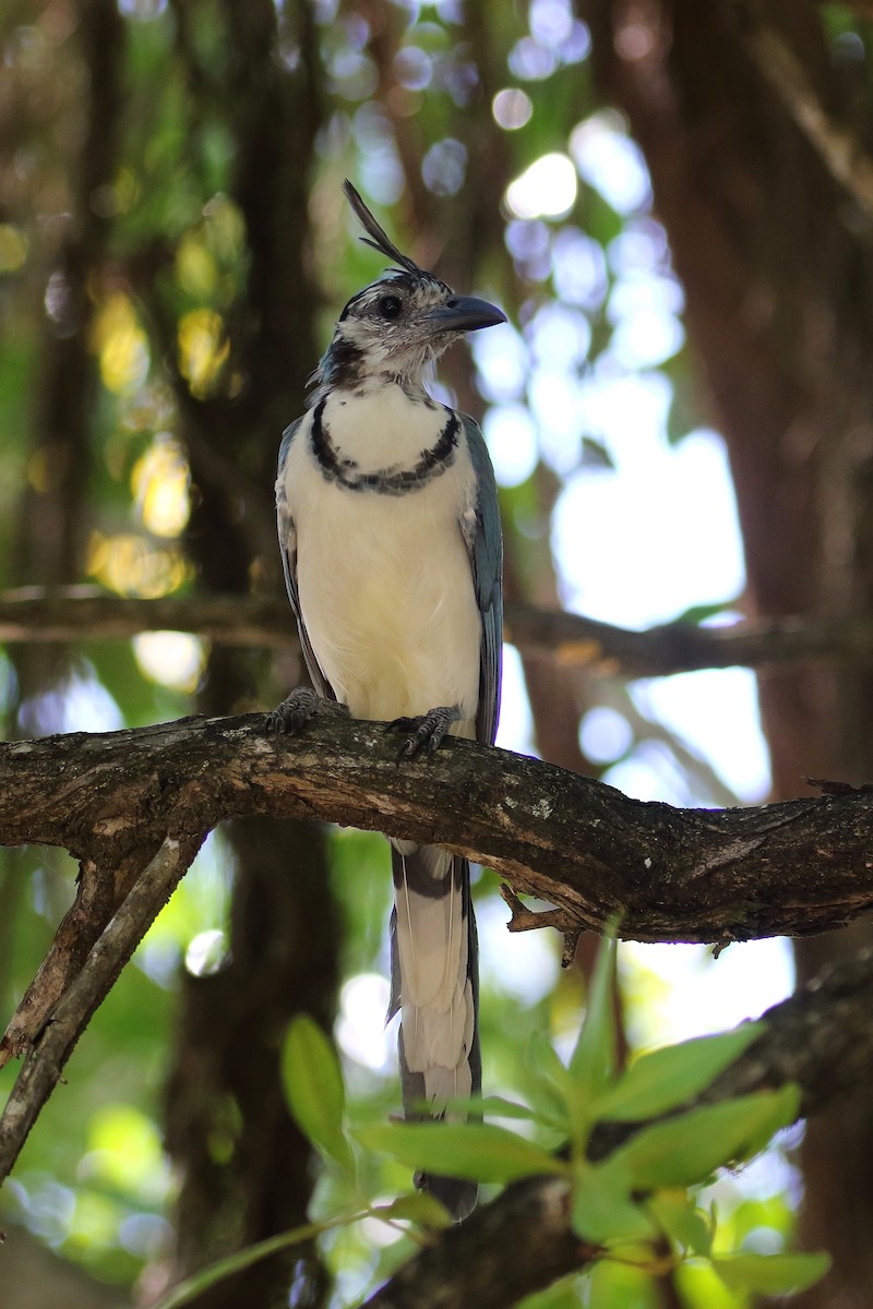 White-throated Magpie-Jay - ML612630918
