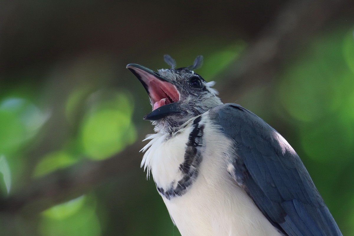 White-throated Magpie-Jay - ML612630919